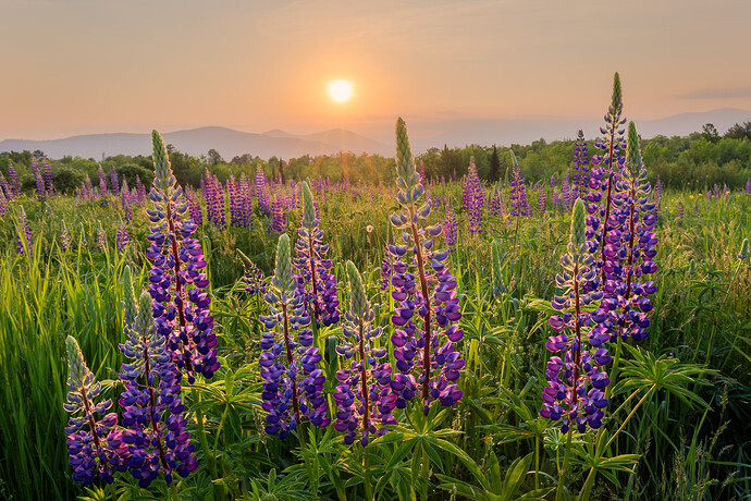Lupines%20(1%20of%202)