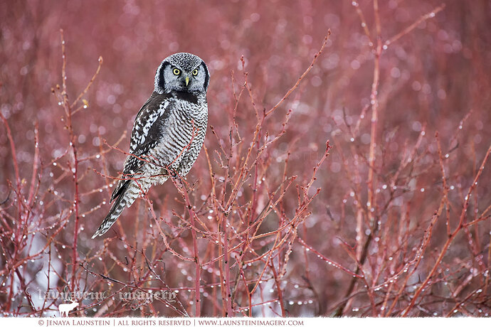 JenayaLaunstein_Northern-Hawk-Owl-in-blueberry-bushes--pinks-5_1200px
