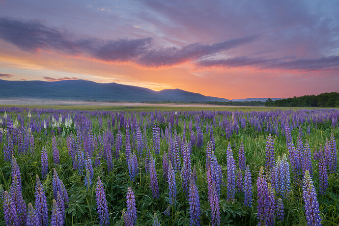 Lupines%20(2%20of%202)