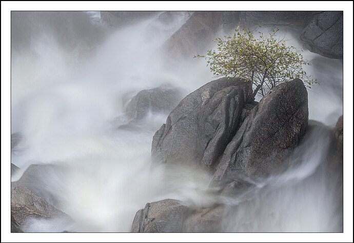 Rock, Tree and Waterfall, Yosemite National Park, California  2016_©Copyright © 2015 William Neill
