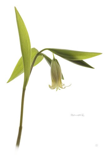 Uvularia sessilifolia L. (sessile leaf bellwort)