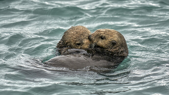 Otter Love 06