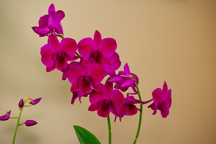 Orchid-5