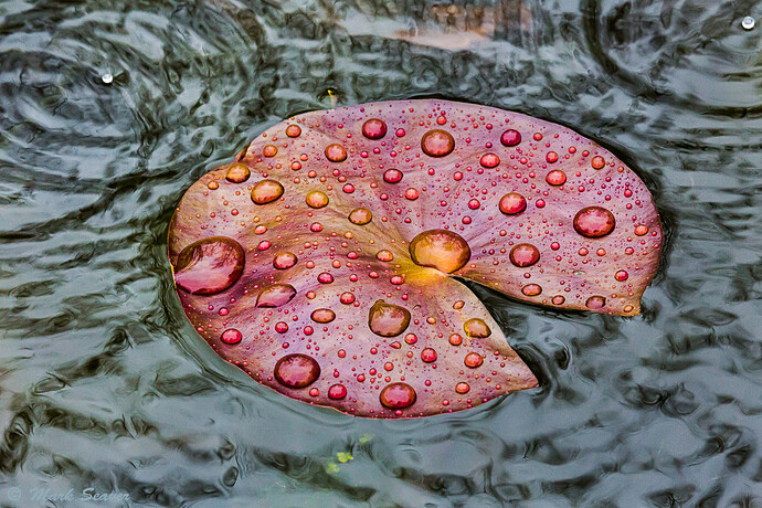 Rainy day lily pad