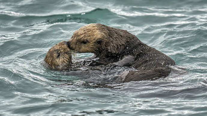 Otter Love 07