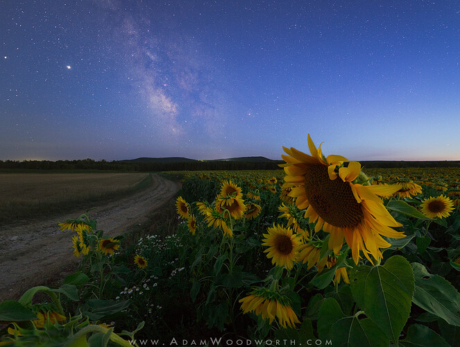 _AHW8337-edit-Twilight_Sunflowers_and_Milky_Way