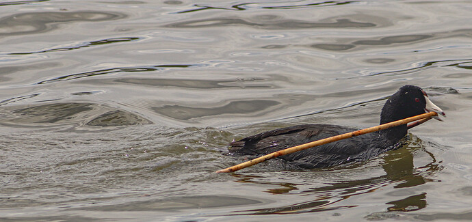 Coot with a Reed (1 of 1)