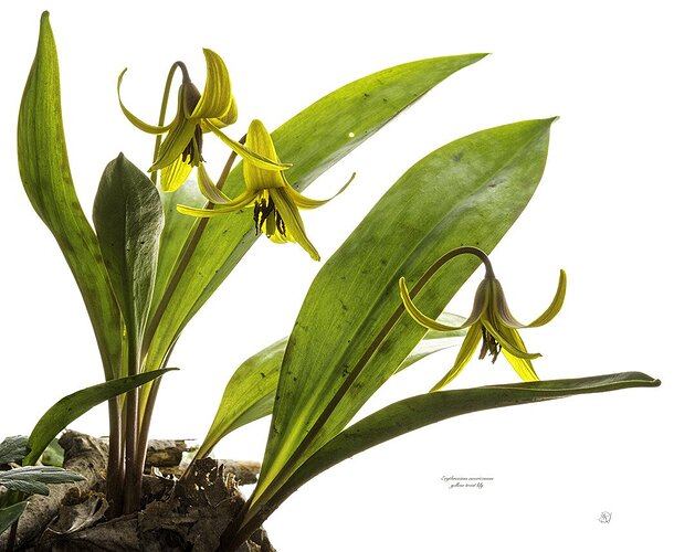 Erythronium americanum Ker Gawl.   (yellow trout lily)